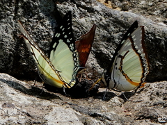 Polyura eudamippus
