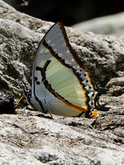Polyura eudamippus