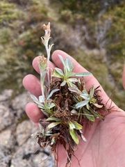 Argyrotegium
