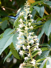 Aesculus assamica