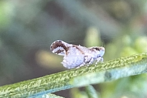 iNaturalist observation photo of Stobaera