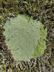 Pterygopappus lawrencei