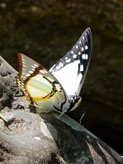 Polyura eudamippus