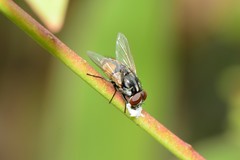 Musca vetustissima