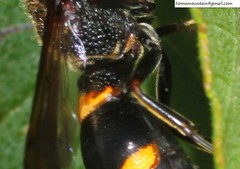 Pararrhynchium ornatum bifasciatulum