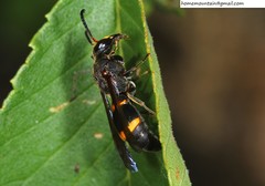 Pararrhynchium ornatum bifasciatulum