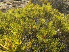 Orites acicularis