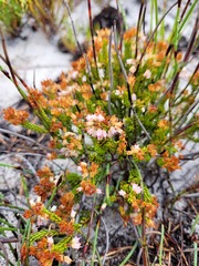 Erica capillaris