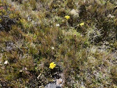 Empodisma minus