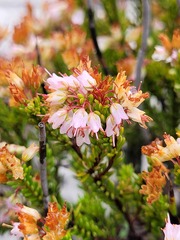 Erica capillaris