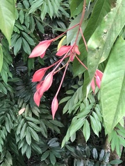 Amherstia nobilis