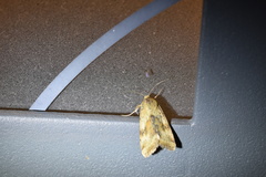 Heliothis maritima