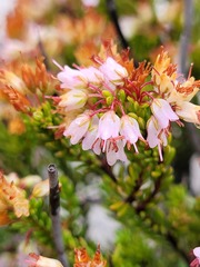 Erica capillaris