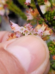 Erica capillaris