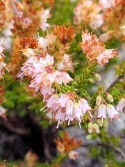 Erica capillaris
