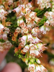 Erica capillaris