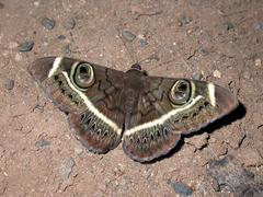 Cyligramma latona