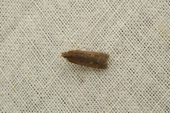 Helcystogramma triannulella