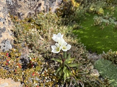 Gentianella diemensis