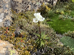 Gentianella diemensis