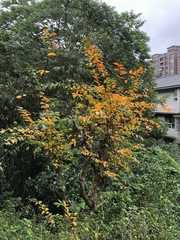 Lagerstroemia subcostata