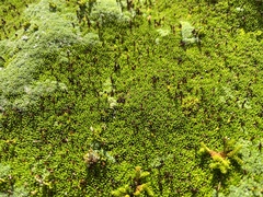 Abrotanella forsteroides