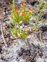 Erica capillaris
