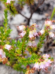 Erica capillaris