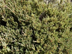 Acrothamnus montanus