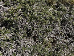 Coprosma nitida