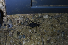 Meloimorpha japonica