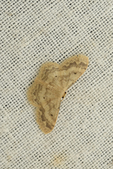 Idaea biselata