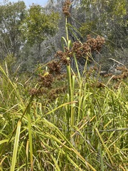 Cladium procerum