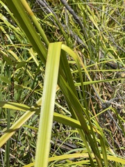 Cladium procerum