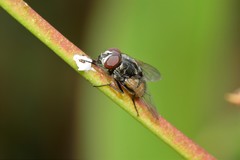 Musca vetustissima