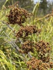 Cladium procerum