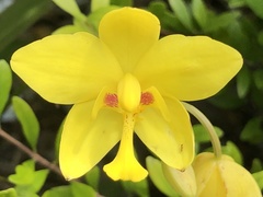 Spathoglottis gracilis