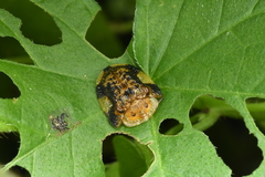 Laccoptera nepalensis
