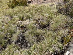Poa gunnii