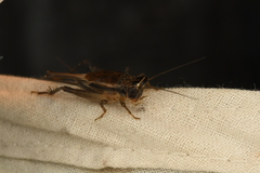 Loxoblemmus aomoriensis