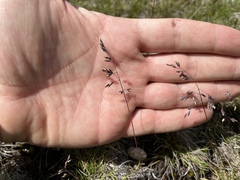 Poa gunnii