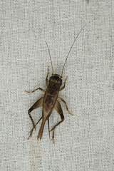Loxoblemmus aomoriensis