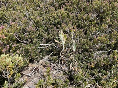 Senecio gunnii