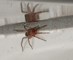 Scotophaeus blackwalli