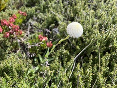 Craspedia macrocephala