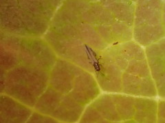 Thripidae