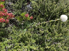 Craspedia macrocephala