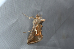 Macdunnoughia confusa