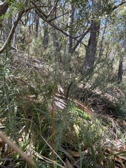 Uresiphita ornithopteralis