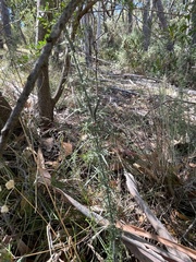 Uresiphita ornithopteralis